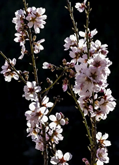 Plant Prints: Spring blossom at Fuentes de Ayodar, Spain