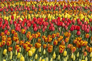 Flowers Prints: Spring flowers at Keukenhof Gardens, Netherlands