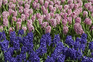 Netherlands Prints: Spring flowers at Keukenhof Gardens, Netherlands