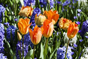 Netherlands Prints: Spring flowers at Keukenhof Gardens, Netherlands