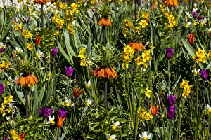 Netherlands Prints: Spring flowers at Keukenhof Gardens, Netherlands