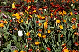 Netherlands Prints: Spring flowers at Keukenhof Gardens, Netherlands