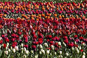 Netherlands Prints: Spring flowers at Keukenhof Gardens, Netherlands