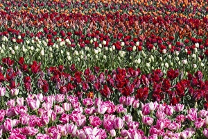 Images Dated 2012: Spring flowers at Keukenhof Gardens, Netherlands