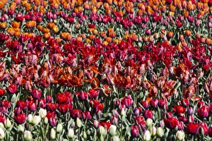 Netherlands Prints: Spring flowers at Keukenhof Gardens, Netherlands