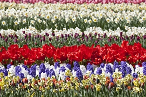 Images Dated 2012: Spring flowers at Keukenhof Gardens, Netherlands