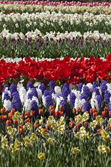 Netherlands Prints: Spring flowers at Keukenhof Gardens, Netherlands