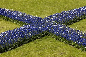 Netherlands Prints: Spring flowers at Keukenhof Gardens, Netherlands