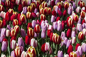 Netherlands Prints: Spring flowers at Keukenhof Gardens, Netherlands