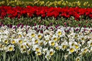 Netherlands Prints: Spring flowers at Keukenhof Gardens, Netherlands