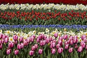 Images Dated 2012: Spring flowers at Keukenhof Gardens, Netherlands