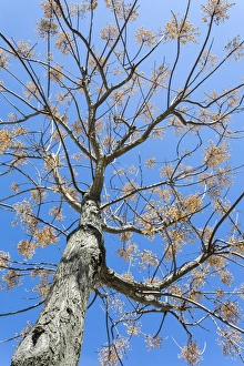 Spring sunshine on a roadside tree in Loule, Portugal