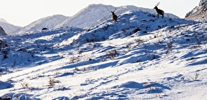 Mountains Prints: Two stags in Glen Etive, Highland Region, Scotland