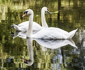 Nature Prints: Swans at Gatehouse of Fleet, Scotland