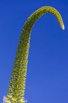 Nature Prints: A tall elegant plant structure at Funchal in Madeira