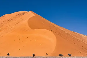 Plant Prints: A tall sand dune in Namib-Naukluft National Park, Namibia