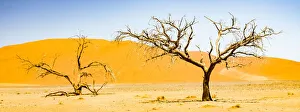 Namibia Prints: A tall sand dune in Namib-Naukluft National Park, Namibia