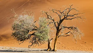 Desert Prints: A tree in front of a tall dune in the Namib Naukluft Park in Namibia
