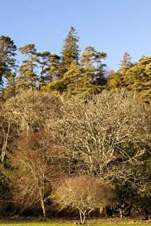 Images Dated 2012 November: Trees in winter at Port Appin in Argyll and Bute, Scotland