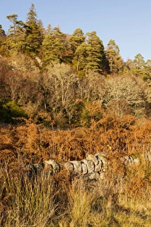 Winter Prints: Trees in winter at Port Appin in Argyll and Bute, Scotland
