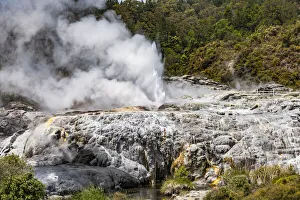 New Zealand Prints: Vapour rising from an active volcanic area at Te Puia in Roturua