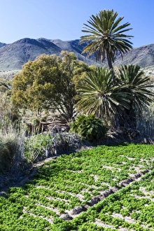 Agriculture Prints: A vegetable garden at La Isleta in Spain