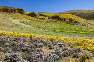 Editor's Picks: A vineyard near Bannockburn in Otago, New Zealand