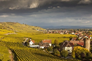 Editor's Picks: Vineyards above the village of Kaysersberg, France