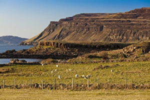Images Dated 2012: Volcanic scenery at Ardtun, Mull, Scotland