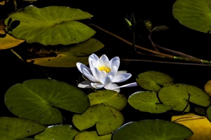 Nature Prints: A water lilly in Lewis, Scotland