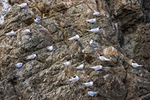 : White-fronted terns at Kaikoura in Canterbury, New Zealand