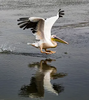 Marine Prints: A white pelican taking off at Walvis Bay, Namibia