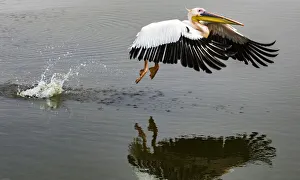 Namibia Prints: A white pelican taking off at Walvis Bay, Namibia