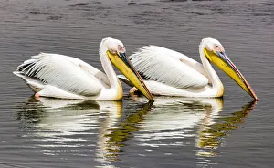 Namibia Prints: White pelicans at Walvis Bay, Namibia