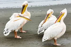 Namibia Prints: White pelicans at Walvis Bay, Namibia