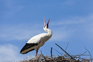 Nature Prints: A white stork at the Pont de Gau Ornithological Park, France