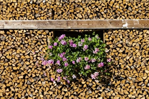 Flowers Prints: A wood store, Waidring, Tyrol