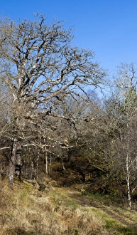 A woodland scene in Glen Creran, Argyll & Bute