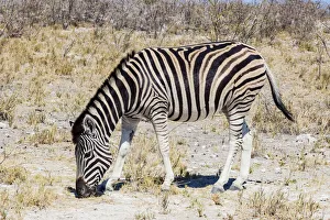 Mammal Prints: A zebra in Etosha National Park, Namibia