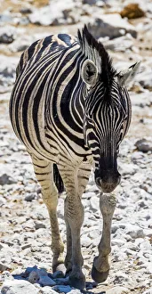 Namibia Prints: A zebra in Etosha National Park, Namibia