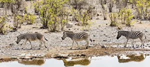 Zebras in Etosha National Park, Namibia