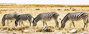 Namibia Prints: Zebras in Etosha National Park, Namibia
