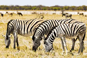 Namibia Prints: Zebras in Etosha National Park, Namibia