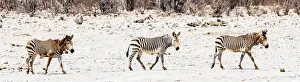 Namibia Prints: Zebras in Etosha National Park, Namibia