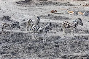 Namibia Prints: Zebras in Etosha National Park, Namibia