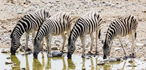 Zebras at a waterhole in Etosha National Park, Namibia