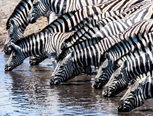 Trending: Zebras at a waterhole in Etosha National Park, Namibia