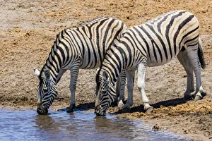 Namibia Prints: Zebras at a waterhole in Etosha National Park, Namibia