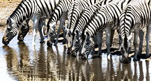 Namibia Prints: Zebras at a waterhole in Etosha National Park, Namibia