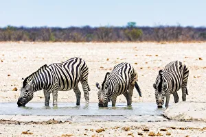 Namibia Prints: Zebras at a waterhole in Etosha National Park, Namibia
